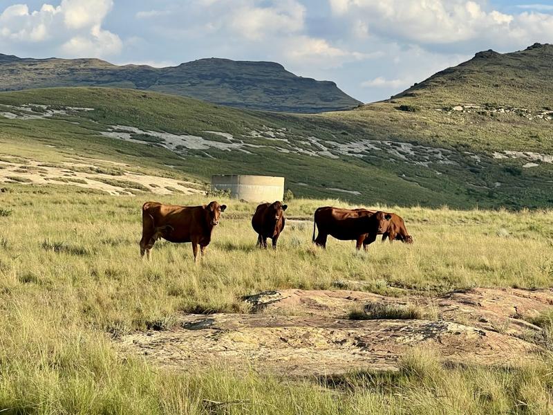 0 Bedroom Property for Sale in Fouriesburg Free State